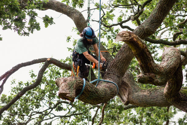 Professional Tree Services in Naples Manor, FL