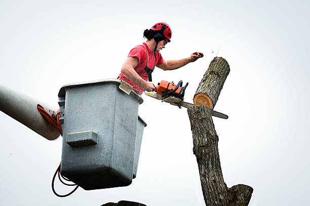 Best Emergency Tree Removal  in Naples Manor, FL